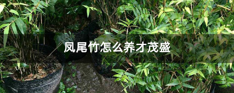 凤尾竹怎么养才茂盛