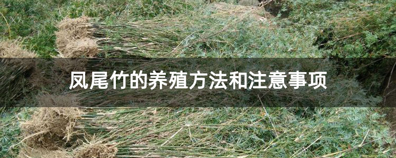 凤尾竹的养殖方法和注意事项