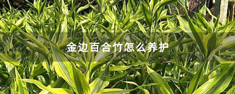 金边百合竹怎么养护