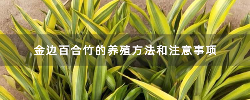 金边百合竹的养殖方法和注意事项