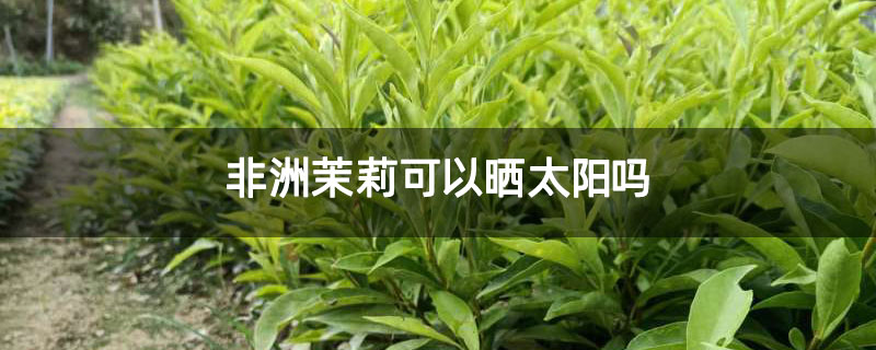 非洲茉莉可以晒太阳吗