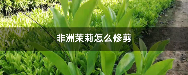 非洲茉莉怎么修剪
