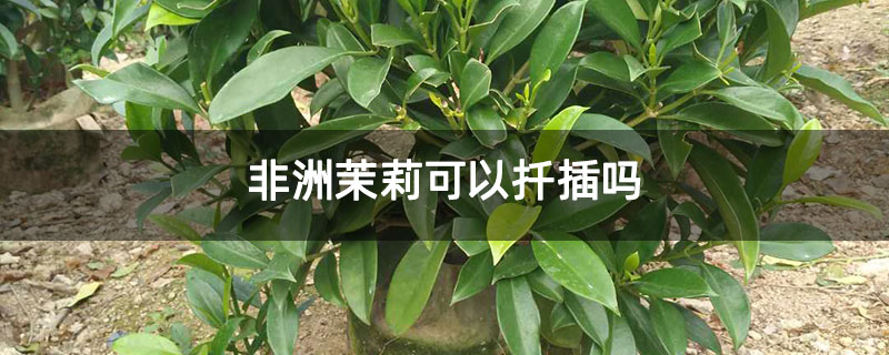 非洲茉莉可以扦插吗