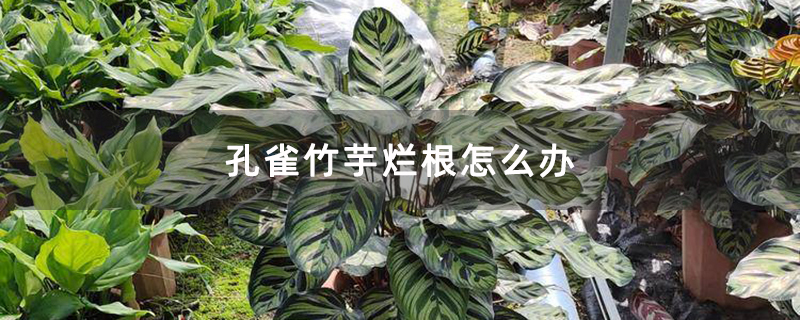 孔雀竹芋烂根怎么办