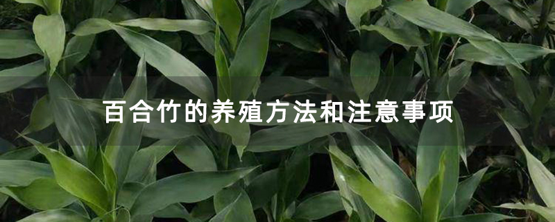 百合竹的养殖方法和注意事项