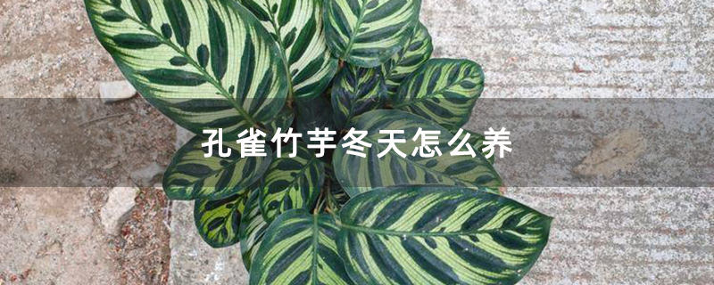 孔雀竹芋冬天怎么养