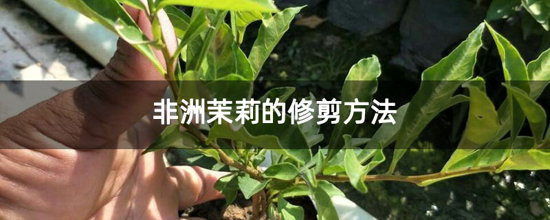 非洲茉莉的修剪方法