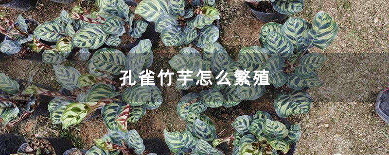 孔雀竹芋怎么繁殖