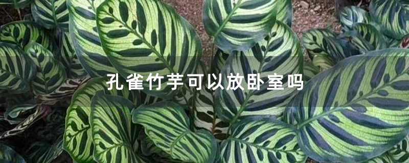 孔雀竹芋可以放卧室吗