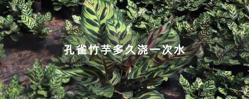 孔雀竹芋多久浇一次水