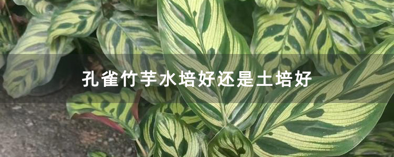 孔雀竹芋水培好还是土培好