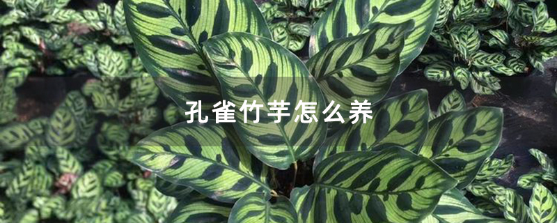 孔雀竹芋怎么养