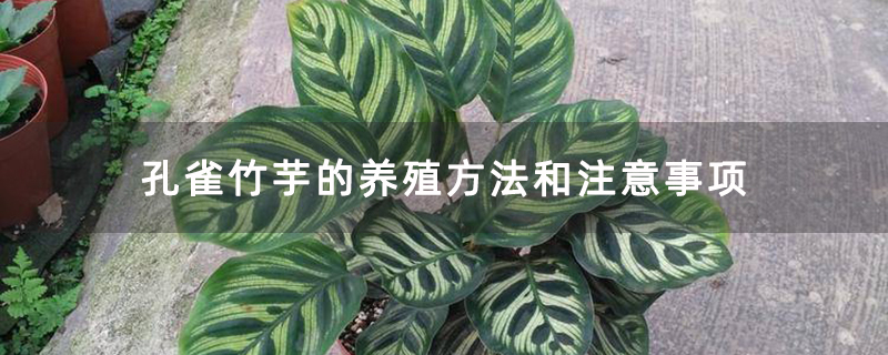 孔雀竹芋的养殖方法和注意事项