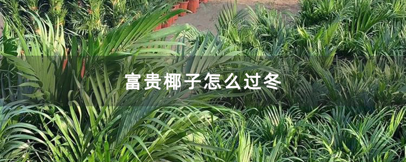 富贵椰子怎么过冬