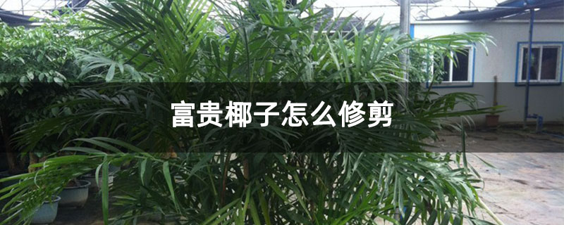 富贵椰子怎么修剪