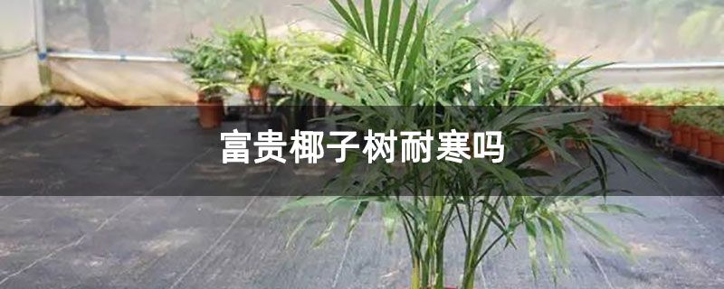 富贵椰子树耐寒吗