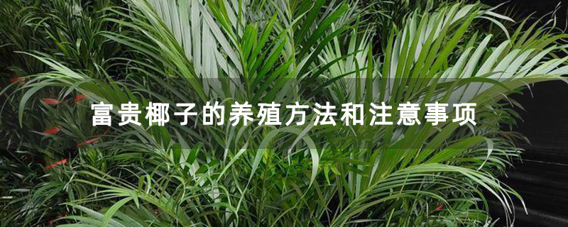 富贵椰子的养殖方法和注意事项