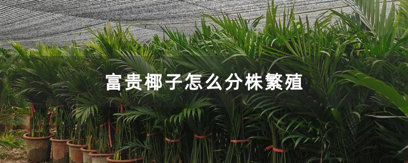 富贵椰子怎么分株繁殖