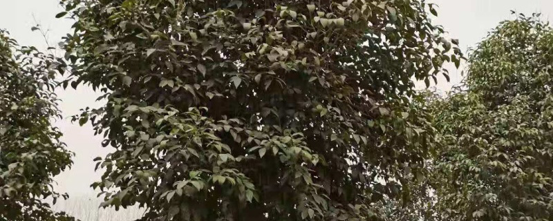 11公分大叶女贞