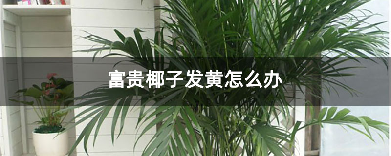 富贵椰子发黄怎么办 富贵椰子发黄怎么办