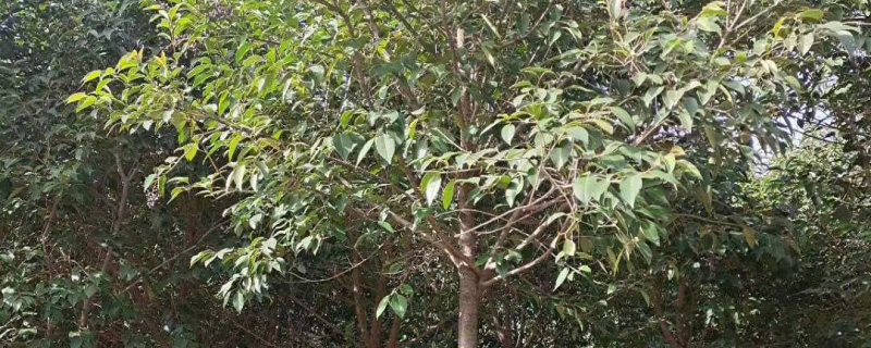 5公分大叶女贞