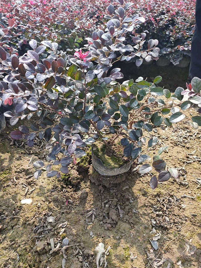 红花继木
