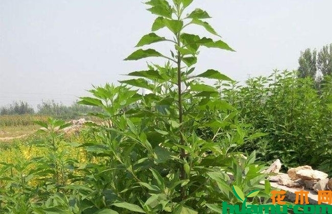洋姜的种植前景分析 洋姜的种植前景分析