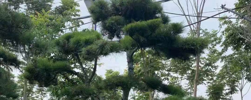 8公分黑松价格多少钱一棵 8公分黑松价格多少钱一棵
