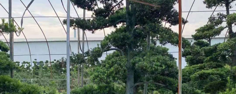 5公分黑松价格多少钱一棵