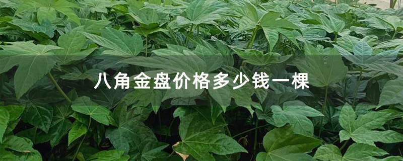 八角金盘价格多少钱一棵