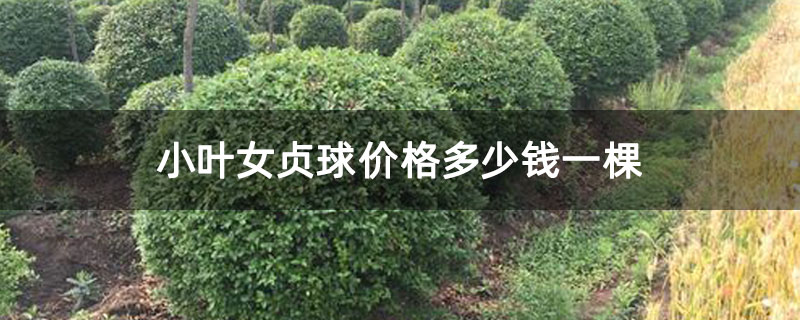 小叶女贞球价格多少钱一棵