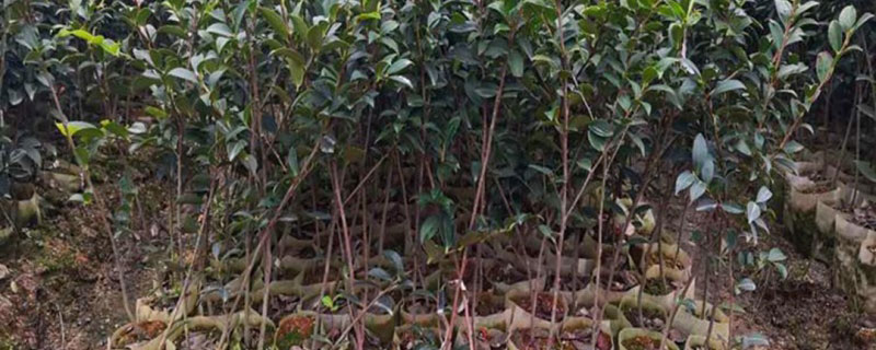 10公分油茶树价格多少钱一棵