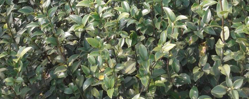 8公分油茶树价格多少钱一棵