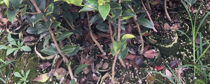 5公分油茶树价格多少钱一棵