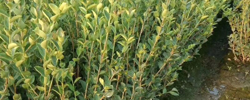 4公分油茶苗价格多少钱一株