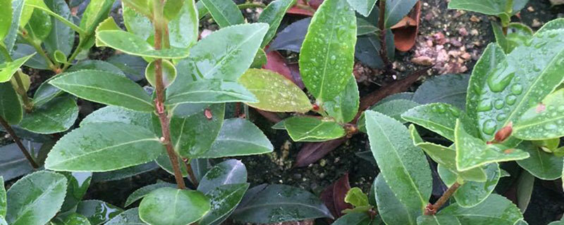 3公分油茶树苗多少钱一棵