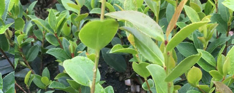 地径2公分油茶多少钱一棵