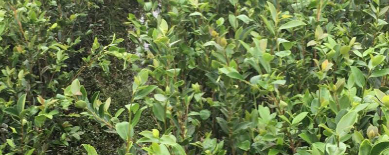 1公分油茶小苗多少钱一棵 1公分油茶小苗多少钱一棵