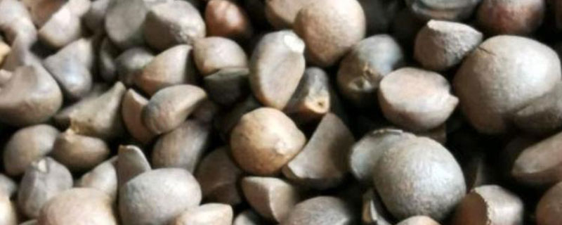 四年油茶苗价格多少钱一棵