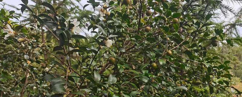 三年油茶苗多少钱一棵
