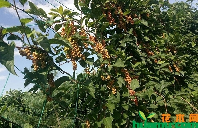 五味子种植前景分析 五味子种植前景分析