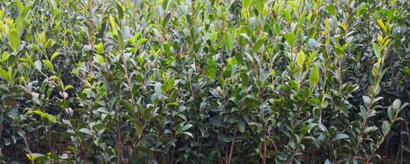 白花油茶树苗多少钱一棵