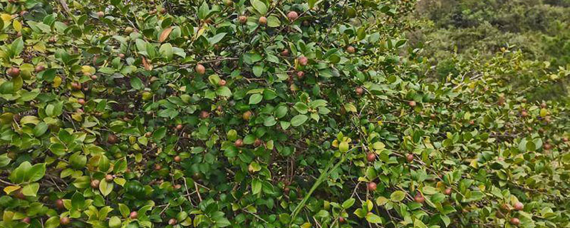 高产油茶苗多少钱一株 高产油茶苗多少钱一株