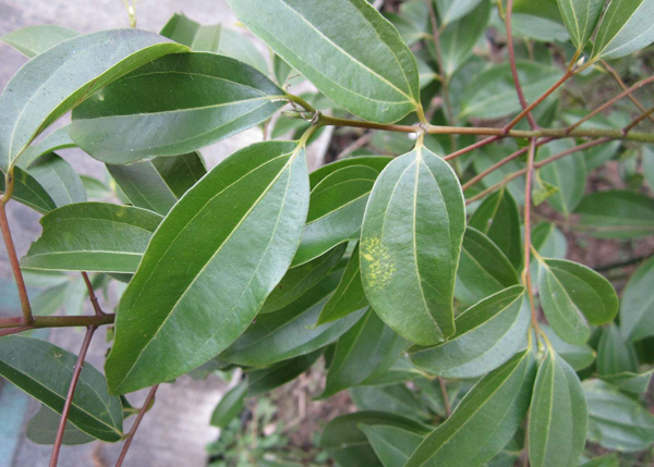 香樟树
