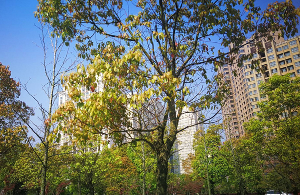 香樟树