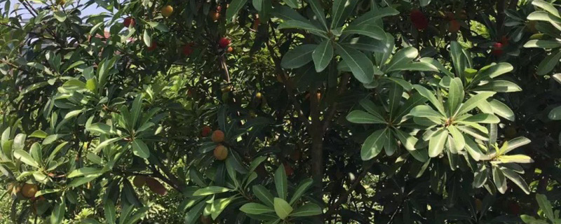 15公分杨梅树