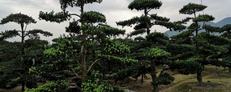 30公分罗汉松