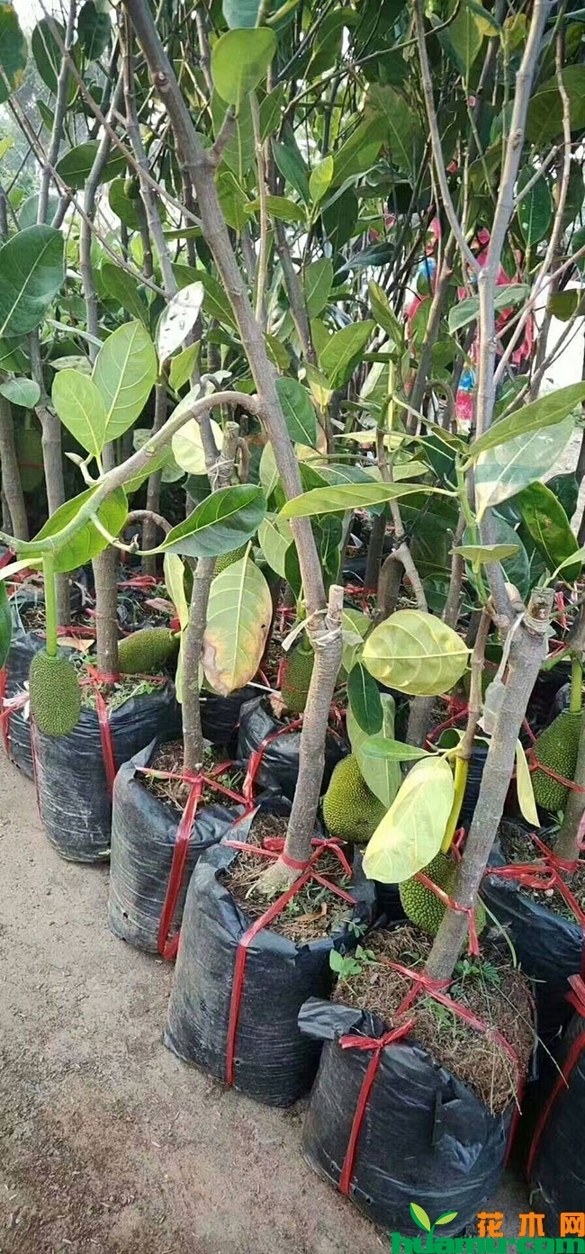 菠萝蜜苗 菠萝蜜苗