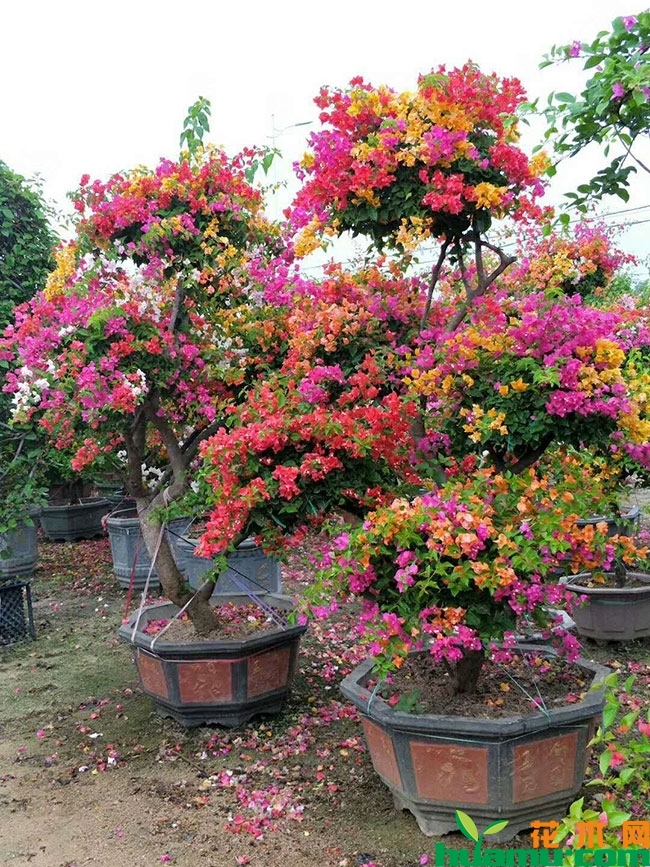 三角梅 三角梅