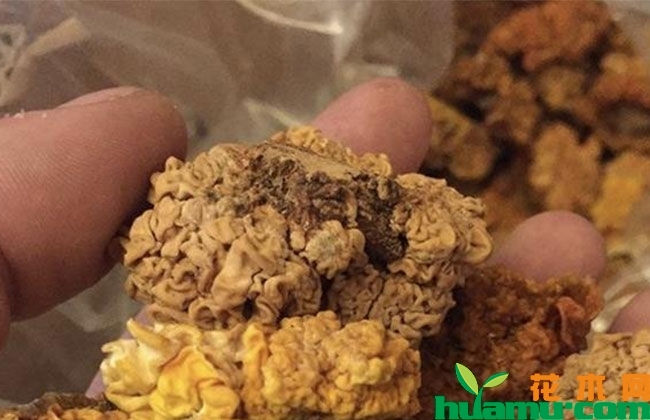 黄金银耳的种植前景 黄金银耳的种植前景